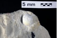 Foto (Detailansicht) von Coelopus hoheneggeri (Moericke, 1889) (NHMW-GEO-1990-0041-0413)